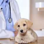 How much do veterinarians make?-techunz.com