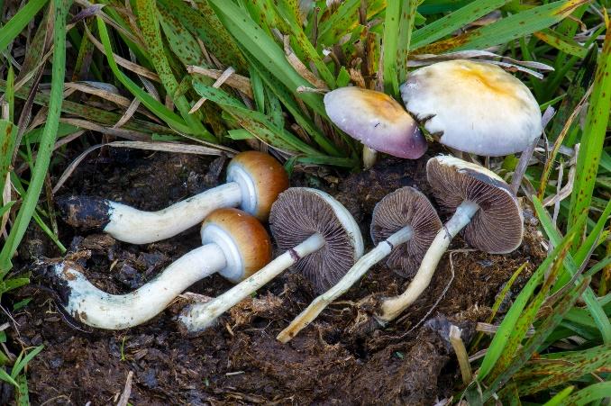 How to Have an Amazing Magic Mushrooms Trip in 9 Easy Steps?