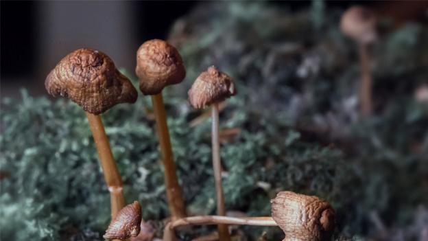 How to Have an Amazing Magic Mushrooms Trip in 9 Easy Steps?